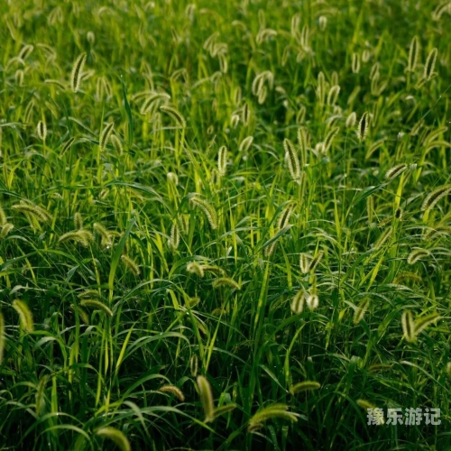 久草亚洲国产，探索本土绿色植物与生态保护久草亚洲国产xyz