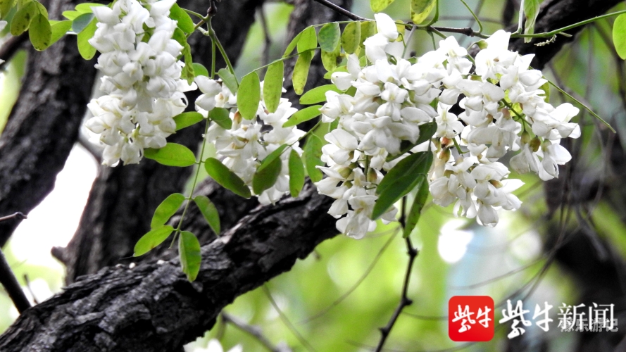 五月丁香盛开，无码中文字幕新闻报道中文字幕五月丁花香