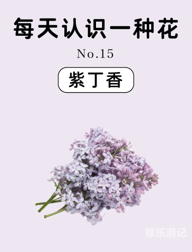 五月丁香盛开，综合资讯传递欢乐与喜悦丁香5月开心7月