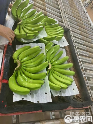 国产精品香蕉在线观看如何正确理解和使用网络资源—以国产精品香蕉在线观看为例