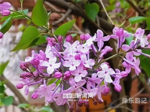 丁香五月，情深意浓—综合新闻报道丁香五月缴情综合网小说网