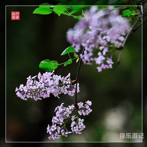 丁香五月天，探寻传统与现代的完美融合丁香花高清在线观看完整