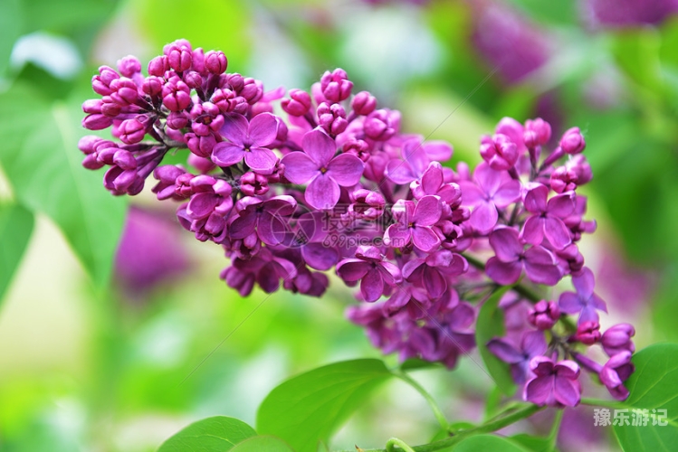 丁香五月天，探寻传统与现代的完美融合丁香花高清在线观看完整