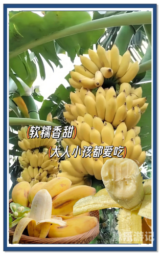 国产—久久香蕉国产线看观看国产香蕉产业—探索国产香蕉种植与观赏的魅力