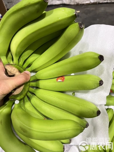 国产—久久香蕉国产线看观看国产香蕉产业—探索国产香蕉种植与观赏的魅力