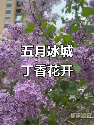 五月丁香盛开之际的亚洲综合资讯五月丁香亚洲综合499