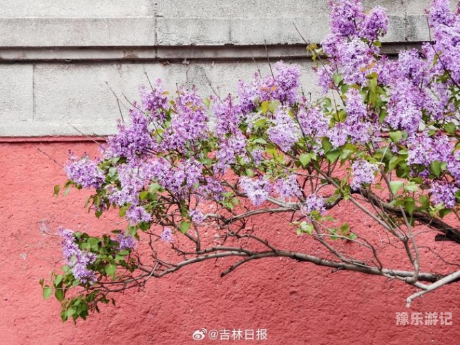 五月丁香绽放，多彩资讯综合报道色五月五月丁香综合久久 NAINAIAV